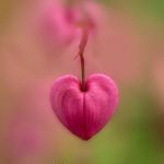 Flora Heart | Happy Birthday; Linnea | image tagged in flora heart | made w/ Imgflip meme maker