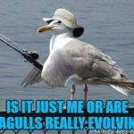 They'll have their own fishing boats soon :) | IS IT JUST ME OR ARE SEAGULLS REALLY EVOLVING? | image tagged in bird-fishy,memes,seagulls,animals,birds | made w/ Imgflip meme maker