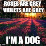 roses are red | ROSES ARE GREY
 VIOLETS ARE GREY; I'M A DOG | image tagged in roses are red,dog,memes,funny,funny memes,funny animals | made w/ Imgflip meme maker