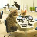 working cats