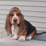 basset pup 1