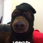 ( ͡° ͜ʖ ͡°) | hey there copper; i didn't Cu in my dreams | image tagged in dog robber | made w/ Imgflip meme maker