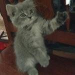 thumps up cat