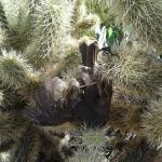 Dead Bird in Cactus