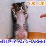 Those moments | "OK, OK!"; GUILTY AS CHARGED | image tagged in guilty,funny cats,sorry,apology,grumpy cat | made w/ Imgflip meme maker