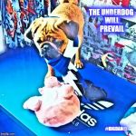 The Underdog will prevail | THE UNDERDOG WILL PREVAIL; #BIGDAN© | image tagged in the underdog will prevail | made w/ Imgflip meme maker