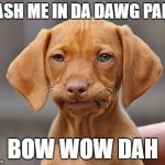 Getting down dog. | CASH ME IN DA DAWG PARK; BOW WOW DAH | image tagged in disappointed puppy,cash me ousside how bow dah | made w/ Imgflip meme maker