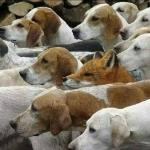 Fox and Foxhounds