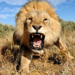 Lion attacking
