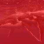Redwhale