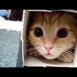 Cat in a Box meme