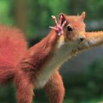 Squirrel hands up