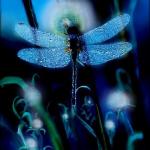 the dragonfly
