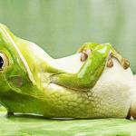 relax frog