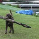 dog carry big stick