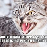 HISSS | HAVE YOU EVER HAD A CAT HISS AT YOU AND ALL YOU WANTED TO DO IS JUST PUNCH IT RIGHT IN THE MOUTH? | image tagged in hisss | made w/ Imgflip meme maker