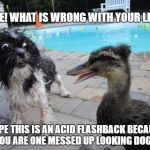 Dog Freaking Out | DUDE! WHAT IS WRONG WITH YOUR LIPS? I HOPE THIS IS AN ACID FLASHBACK BECAUSE YOU ARE ONE MESSED UP LOOKING DOG! | image tagged in dog freaking out,dogs,ducks | made w/ Imgflip meme maker