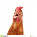 Chicken wondering