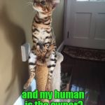 Cat thoughts. | What if I'am the cat, and my human is the owner? | image tagged in funny cats,cat chilling,reality | made w/ Imgflip meme maker