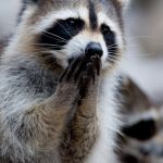 racoon in shock | A MIRACLE! I'M OVERCOME............. | image tagged in racoon in shock | made w/ Imgflip meme maker