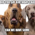 shocked dogs | DID YOU SAY BIRTHDAY CAKE; CAN WE HAVE SOME | image tagged in shocked dogs | made w/ Imgflip meme maker