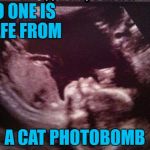 I'm sure there's a logical explanation of how the cat got in there!!! | NO ONE IS SAFE FROM A CAT PHOTOBOMB | image tagged in fetus cat ultrasound,memes,cats,funny,animals,ultrasound | made w/ Imgflip meme maker