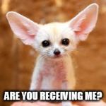big ears | ARE YOU RECEIVING ME? | image tagged in big ears | made w/ Imgflip meme maker