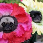Flower Dogs