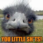 What all parents say now and then... | YOU LITTLE SH*TS! | image tagged in ostrich,funny memes,mama bird,birdy,hairy,children of the corn | made w/ Imgflip meme maker