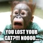 Surprised Look | YOU LOST YOUR CAT?!!! NOOOO.... | image tagged in surprised look | made w/ Imgflip meme maker