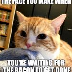 Me waiting for bacon week.... (bacon week is May 22-28) | THE FACE YOU MAKE WHEN; YOU'RE WAITING FOR THE BACON TO GET DONE | image tagged in cat diet,bacon week,bacon week is coming,cat | made w/ Imgflip meme maker