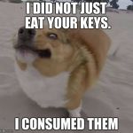 Corgi Trips | I DID NOT JUST EAT YOUR KEYS. I CONSUMED THEM | image tagged in corgi trips | made w/ Imgflip meme maker