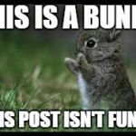 cute bunny | THIS IS A BUNNY; THIS POST ISN'T FUNNY | image tagged in cute bunny | made w/ Imgflip meme maker