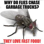 A MiniDash Meme | WHY DO FLIES CHASE GARBAGE TRUCKS? THEY LOVE FAST FOOD! | image tagged in scumbag house fly,jokes,memes,funny,minidash,fly | made w/ Imgflip meme maker