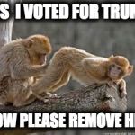Monkeys | YES  I VOTED FOR TRUMP; NOW PLEASE REMOVE HIM | image tagged in monkeys | made w/ Imgflip meme maker