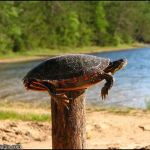 post turtle | image tagged in post turtle | made w/ Imgflip meme maker