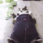 Fat Cat Meme 2
