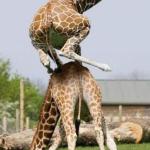 jumping giraffe