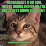 #BENGALBABY DRAMATIC CAT | #BENGALBABY !!
OH GOD, THIS IS GONNA END UP ON THE NET!! I JUST KNOW IT, MEOW! WWW.USWEEDCHANNEL.COM JEANNIE420 | image tagged in bengalbaby dramatic cat | made w/ Imgflip meme maker