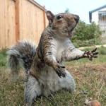 Dramatic Squirrel