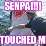SENPAI touched me!! | SENPAI!!! HE TOUCHED ME!!! | image tagged in shark punch,senpai,touch | made w/ Imgflip meme maker
