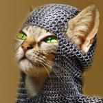 cat chainmail