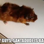 Sarcastic guinea pig | HEY GUYS, SANTADUDE IS BACK! | image tagged in sarcastic guinea pig | made w/ Imgflip meme maker