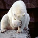 frustrated polar bear