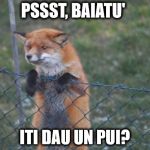 vulpea delaer | PSSST, BAIATU'; ITI DAU UN PUI? | image tagged in fox wanna buy,dealer,kfc,chicken | made w/ Imgflip meme maker