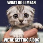 SAD CAT | WHAT DO U MEAN; WE'RE GETTING A DOG | image tagged in sad cat | made w/ Imgflip meme maker