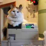 cat cashier meme