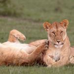 laughing lioness