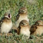 Burrowing owls meme