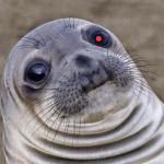 Awkward Moment -  Red Team Cyborg Anthropologist Sea Lion meme